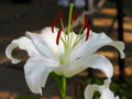 Lily at Lincoln Park Zoo (50667954488)