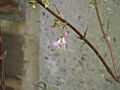 Lonicera standishii Budapest (16846817631)