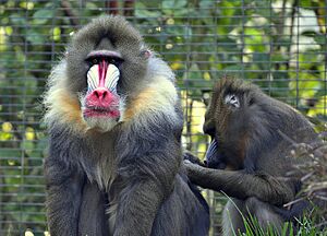 Mandrill at the San Diego Zoo