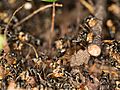 Megaponera analis raid collecting termites