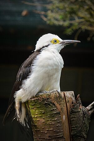 Melanerpes candidus (Weißspecht - White Woodpecker) - Weltvogelpark Walsrode 2013-01