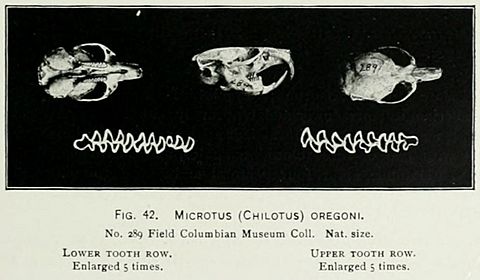 Microtus oregoni skull Elliot 1901