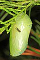 Monarch chrysalis - Danaus plexippus and Pteromalid Wasp, Meadowood Farm SRMA, Mason Neck, Virginia - 29789548882