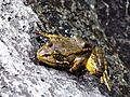 Mountain Yellow-Legged frog