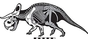 Nasutoceratops skeleton
