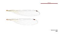 Nososticta solida male wings (34664262612)