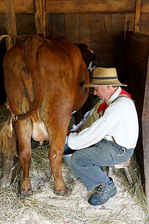 Nova Scotia DSC01440 - Milking the cow (7815289690).jpg