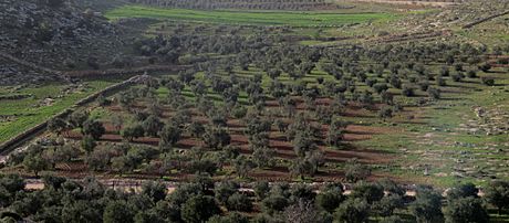 Olive fields in as-Samu IMG 3361