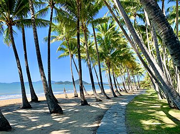Palm trees at Palm Cove Beach, Queensland, 2020, 03.jpg