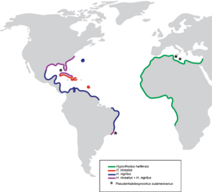 PeerJ 2233 - Pseudorhabdosynochus sulamericanus - fig-7