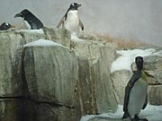 Penguin in Captivity
