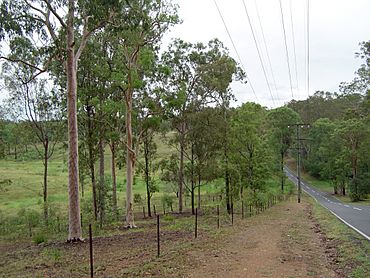 Pinjarra Hills, Queensland.JPG