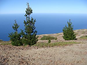 Pinus radiata binata