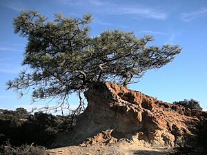 Pinus torreyana2
