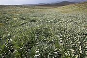 Pleurophyllum hookeri Macquarie Island
