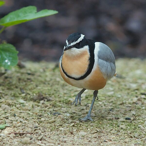 Pluvianus aegyptius 2 Luc Viatour
