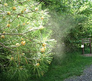 Pollen from pine tree 2