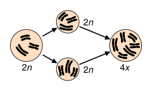 Polyploidization