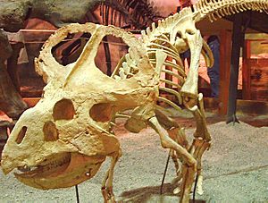 Protoceratops-skeleton