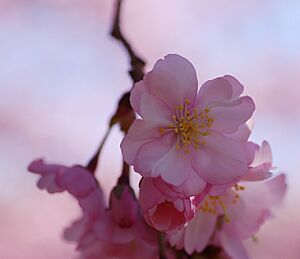 Prunus 'Accolade' Flower 2313px