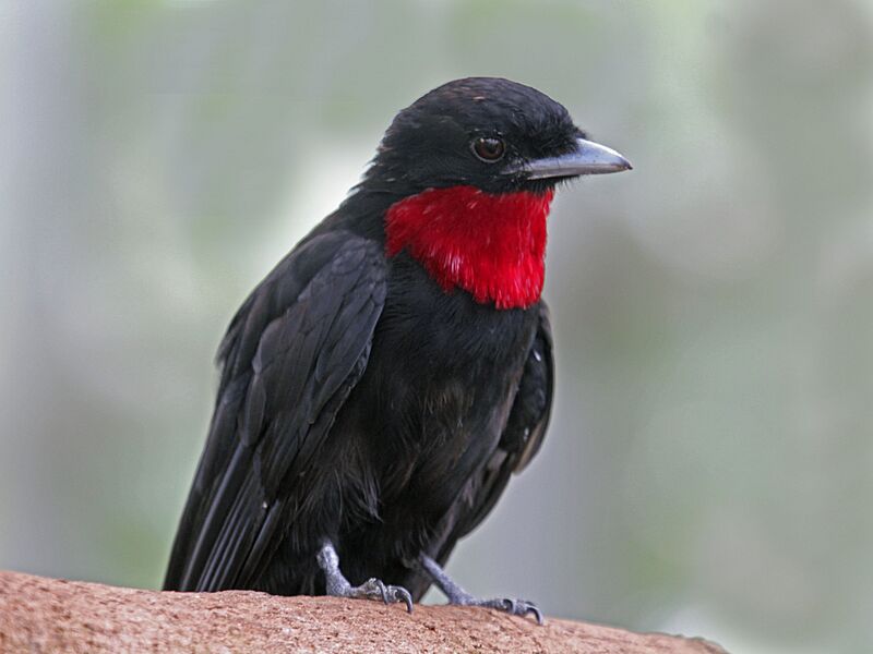 Purple-throated Fruitcrow RWD