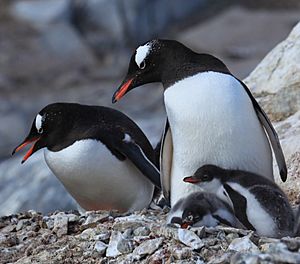Pygoscelis papua -Jougla Point, Wiencke Island, Palmer Archipelago -adults and chicks-8