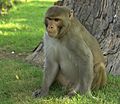 Rhesus Macaque, Red Fort, Agra, India