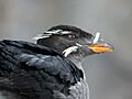 Rhinoceros Auklet RWD1