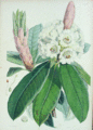 Rhododendron argenteum Hooker