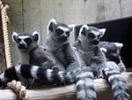 Ring-tailed Lemurs Cleaveland zoo