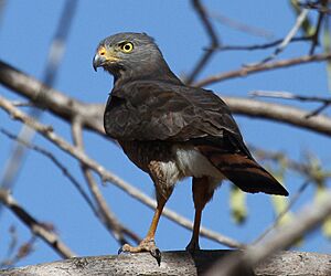 Roadside Hawk, Palo Verde NP, 3-11-12
