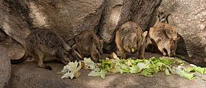Rock Wallabies feeding on Magnetic Island - July 2005