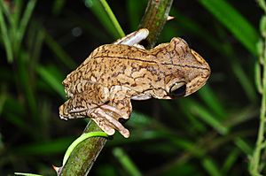Rosenberg's tree frog (Hypsiboas rosenbergi)? (9583566430)