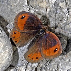 Satyrinae - Erebia montana-002