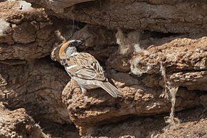Saxaul Sparrow Male (Passer ammodendri) - Загийн боршувуу