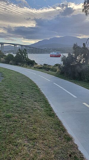 She-oaks along Rose Bay Foreshore walk with the Spirit of Hobart in the backdrop.