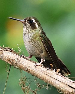Speckeled Hummingbird JCB