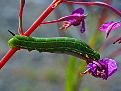 Sphingidae - Hyles gallii (caterpillar) (third instar)