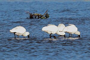 Spoonbills feeding at Pāuatahanui Inlet