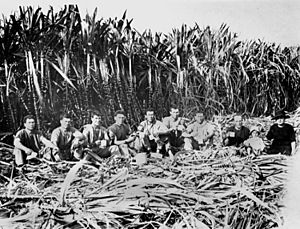 StateLibQld 2 109604 Italian sugar cane cutters, Innisfail District, Queensland, 1923