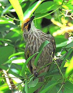 Straw Headed Bulbul.jpg