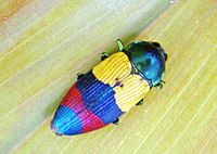 Temognatha alternata Jewel Beetle Cooktown.jpg