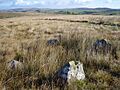 The Standing Stones of Glenterrow - geograph.org.uk - 586547