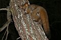 Thick-tailed Bushbaby (Otolemur crassicaudatus) (17322632725)