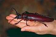 Titan beetle (Titanus giganteus) found by Jean NICOLAS (10331669783)