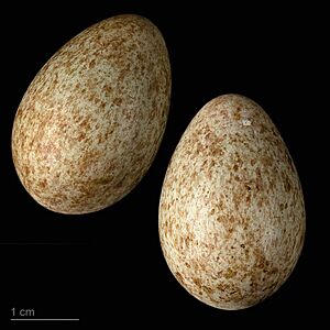 Turdus naumanni MHNT.ZOO.2010.11.189.10