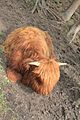 Two month old Highland cow