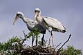 Two wood stork chicks (14197749340)
