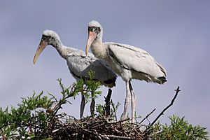 Two wood stork chicks (14197749340)