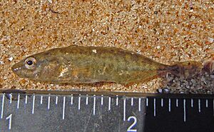 Ukrainian stickleback (Pungitius platygaster).jpg